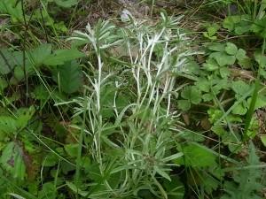 Сушеница топяная, сушеница болотная — Gnaphalium uliginosum L.s.l