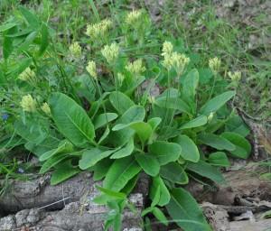 Первоцвет весенний, первоцвет лекарственный, баранчики — Primula veris. (Primula officinalis Jacq.)