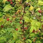 Малина обыкновенная — Rubus idaeus L.
