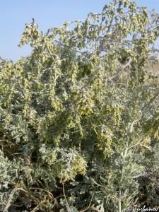 Полынь крымская,Artemisia taurica Willd.