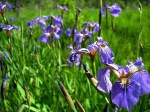 Iris setosa Pall. ex Link (семейство Iridaceae)  Ирис щетинистый (Ирис арктический, ...)
