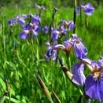 Ирис щетинистый — Iris setosa